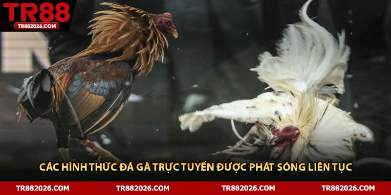 Các hình thức đá gà trực tuyến được phát sóng liên tục